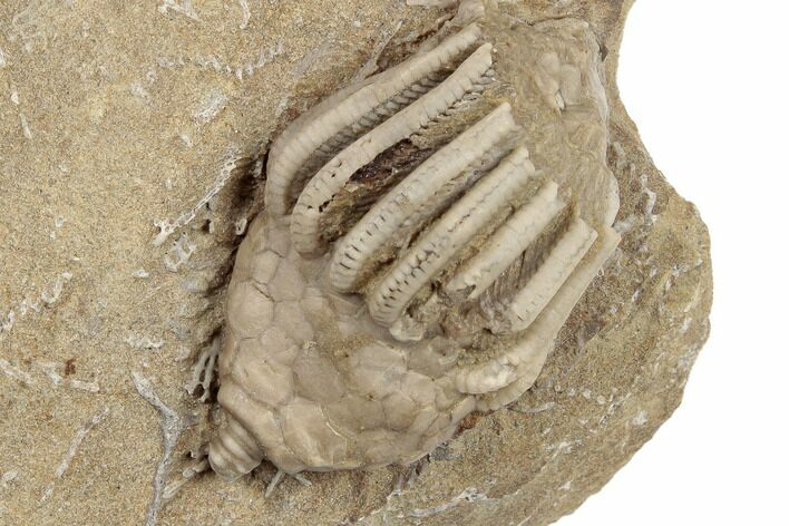 Crinoid (Macrocrinus) Fossil - Crawfordsville, Indiana #188683
